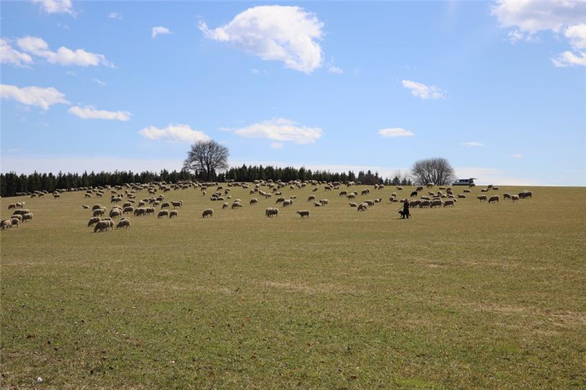 Mit dem Frühling kehren die Schafe auf ihre Weiden zurück