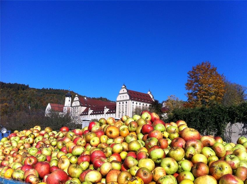 Bete und arbeite: Reiche Apfelernte in der Streuobstwiese des Klosters