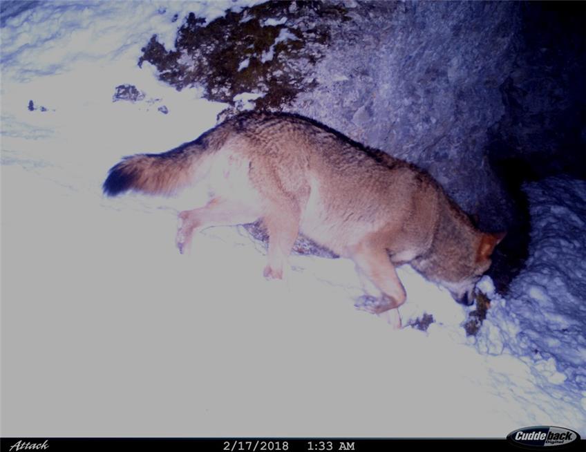 Wildkamera liefert Beweis: Im Donautal ist ein Wolf unterwegs