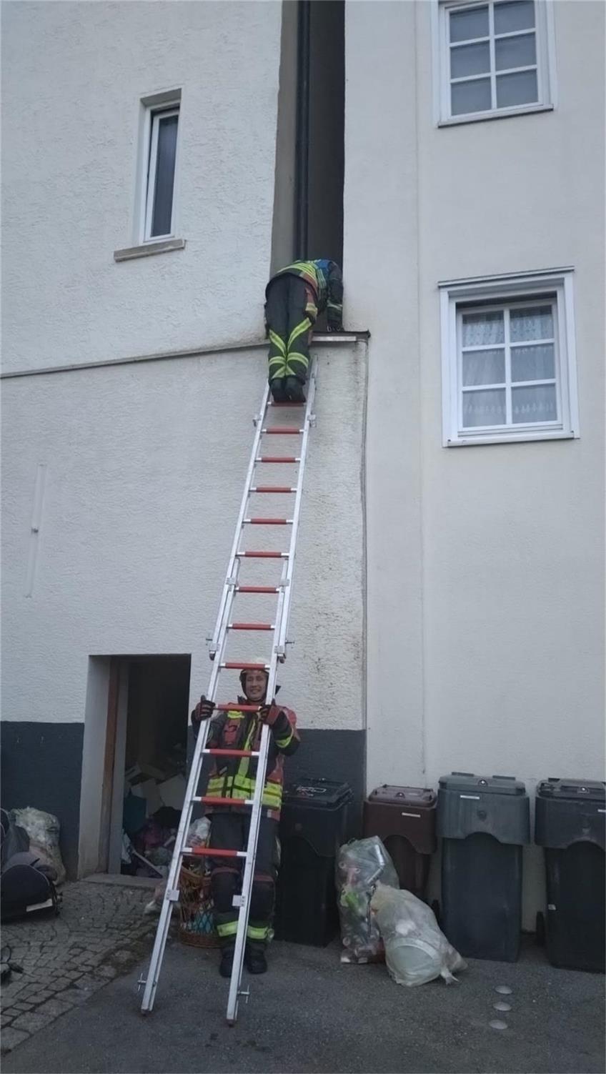 Hechinger Feuerwehr rettet Mäusebussard in der Innenstadt